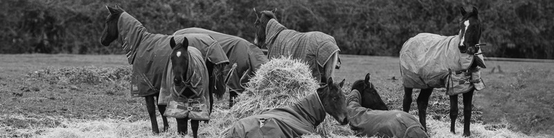Katy Holder-Vale's Witcham House Farm Stud breeding Hanoverian stallions for dressage.