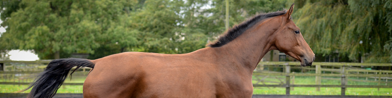 Katy Holder-Vale's Witcham House Farm Stud breeding Hanoverian stallions for dressage.