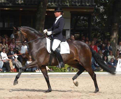 Katy Holder-Vale's Witcham House Farm Stud breeding Rhineland stallions for dressage introduces Samba Hit III.
